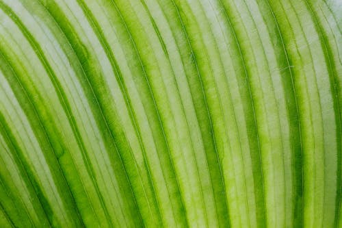 Close-up View of Leaf Texture