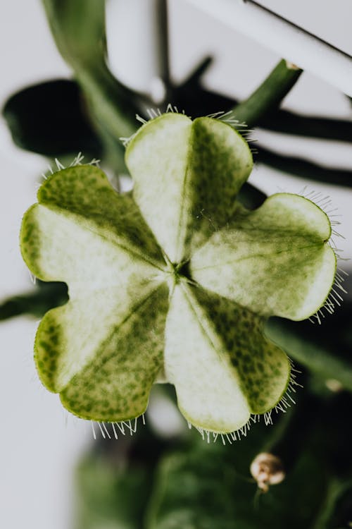 Foto d'estoc gratuïta de fotografia de planta, fulles, fulles verdes