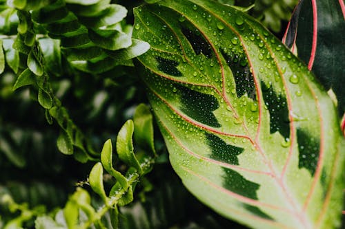 カラテア, 植物の写真, 水滴の無料の写真素材