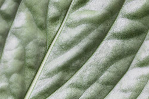 Free Texture of Green Leaf Stock Photo
