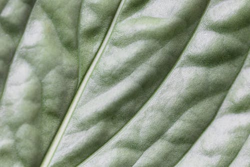 Texture of Green Leaf