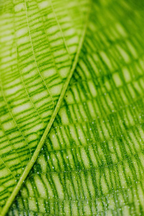 Macro Photography of Green Leaf