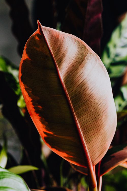 Free Detailed view of a colorful Ficus Elastica leaf showcasing warm and earthy tones. Stock Photo
