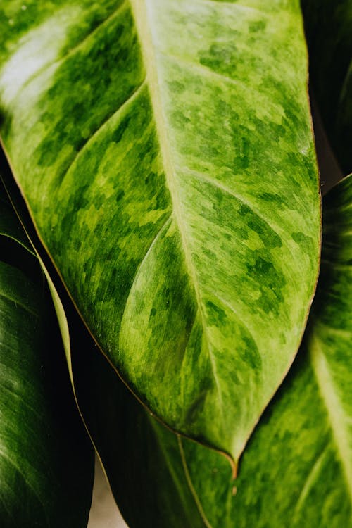 Close Up Photography of Green Leaves