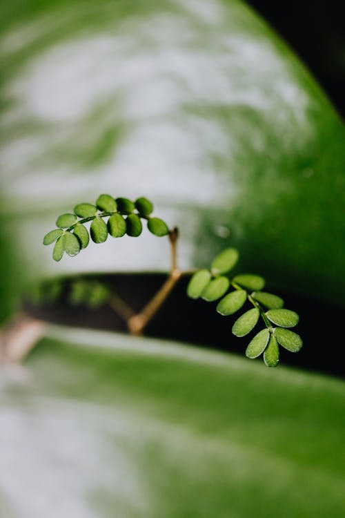 Immagine gratuita di avvicinamento, foglie verdi, fotografia di piante