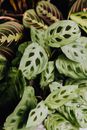 Green and White Round Fruit