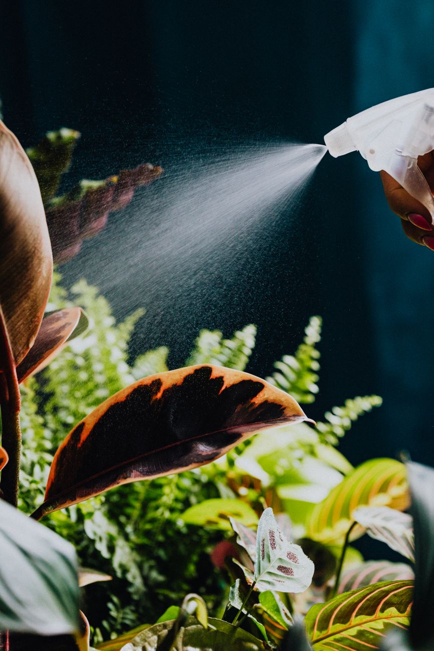 Mastering Micro-Humidity Zones for Indoor Tropical Plants: Preventing Brown Tips & Promoting Lush Growth with Targeted Strategies Beyond Misting