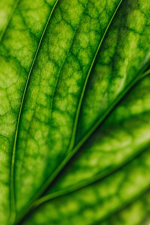 Macro Photography of a Green Leaf