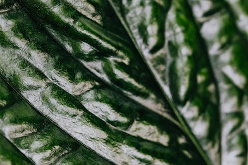 Jungle Leaf Texture