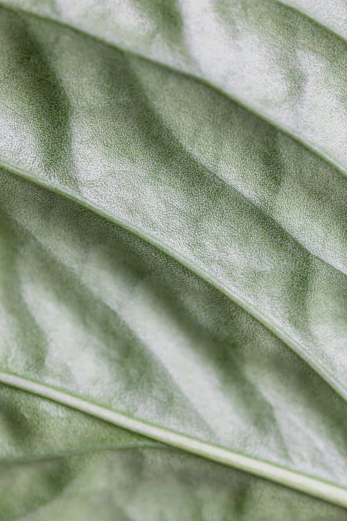 Macro Photography of a Leaf