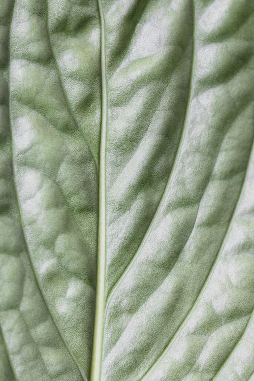 Macro Photography of a Leaf