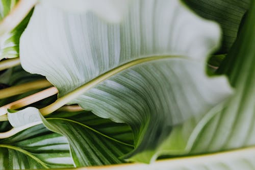 Close-up View of Tropical Leaves