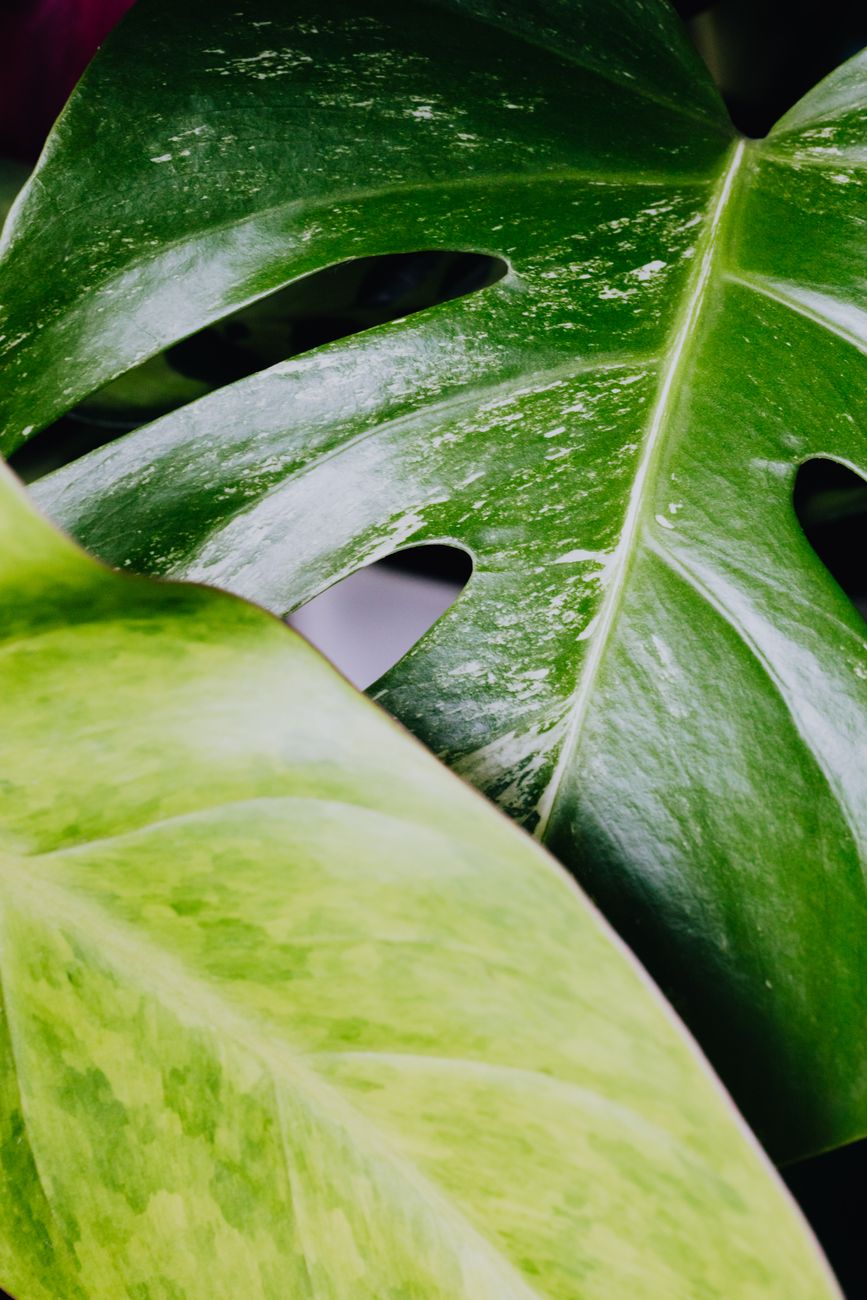 healthy shiny houseplant leaves close up UK