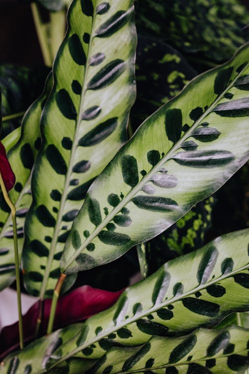 カラテア, 垂直ショット, 植物の写真の無料の写真素材