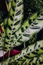 Green and White Leaf Plant