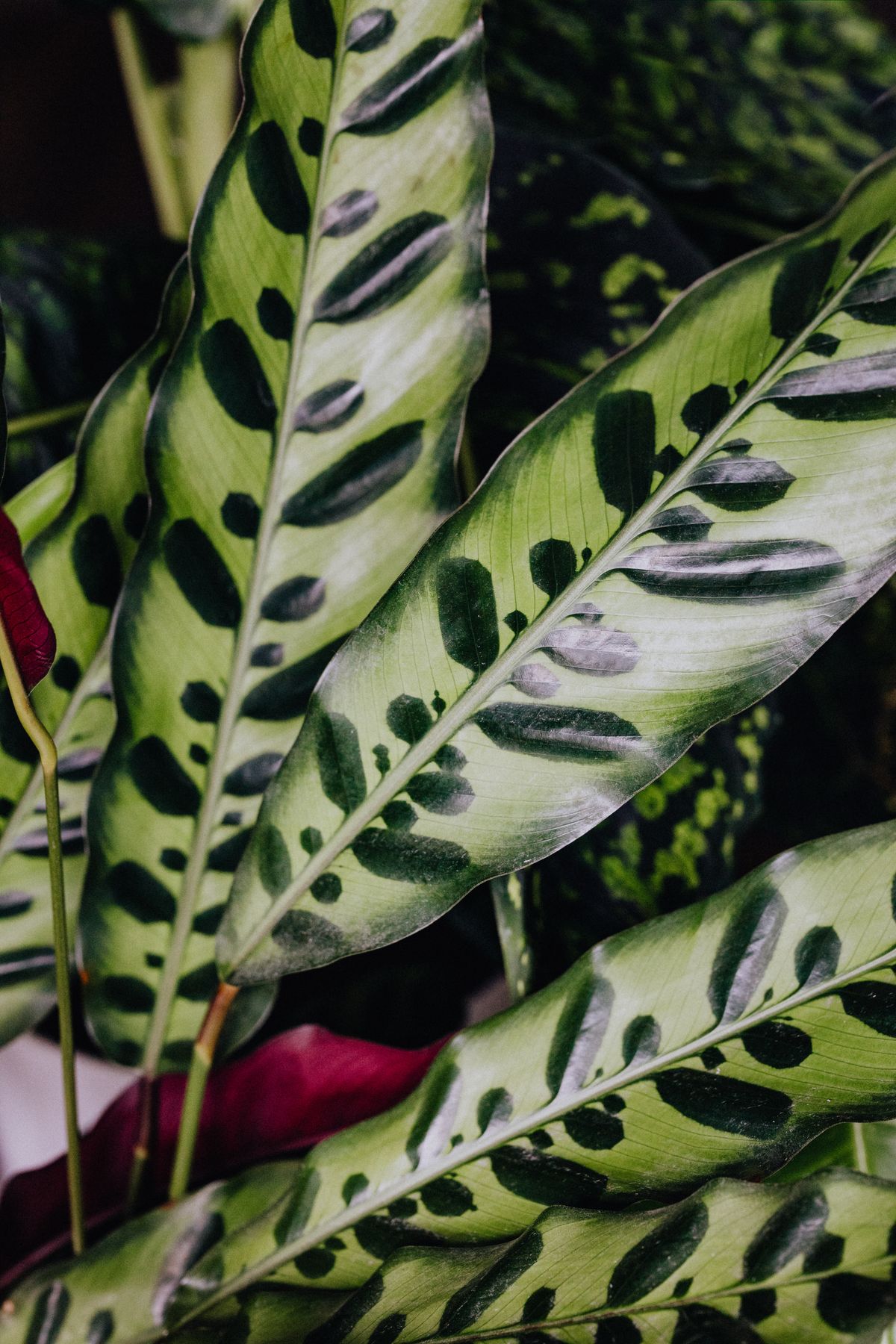 Best fertilizer for calathea — calathea zebrina leaves showing brown crispy tips from over-fertilization and salt stress