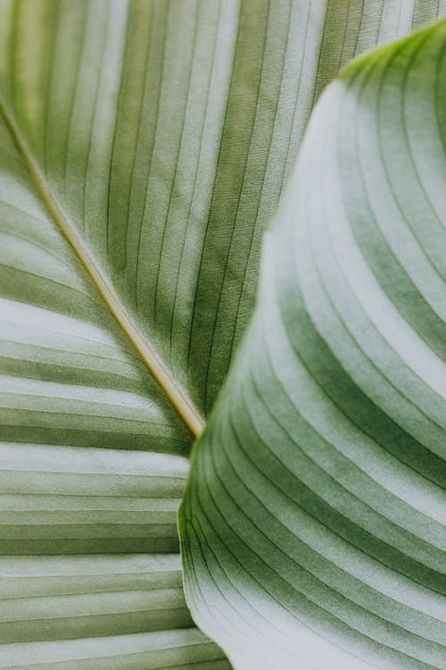 Macro Photography of a Leaf