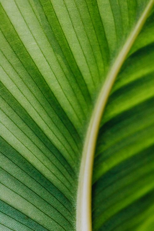 Free Close-up of a vibrant green tropical leaf showcasing natural lines and textures. Stock Photo
