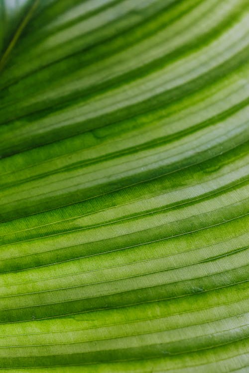 Macro Photography of a Leaf
