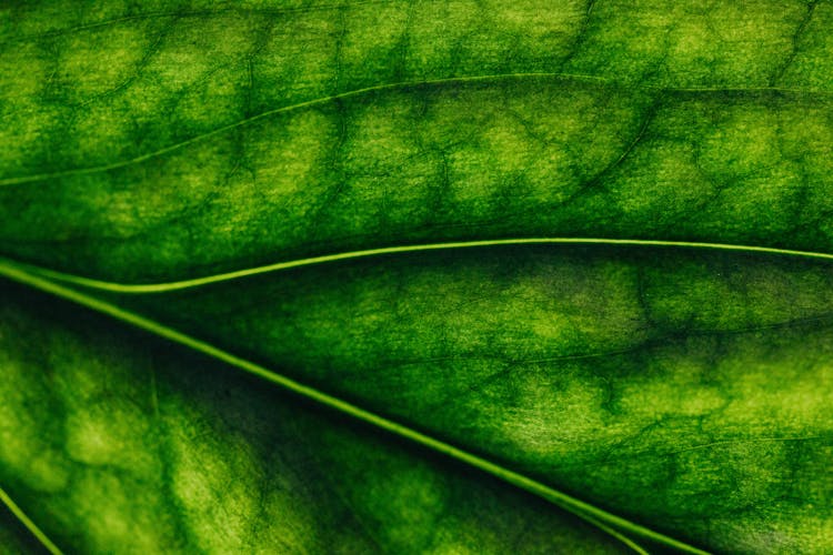 Extreme Close Up Of A Leaf