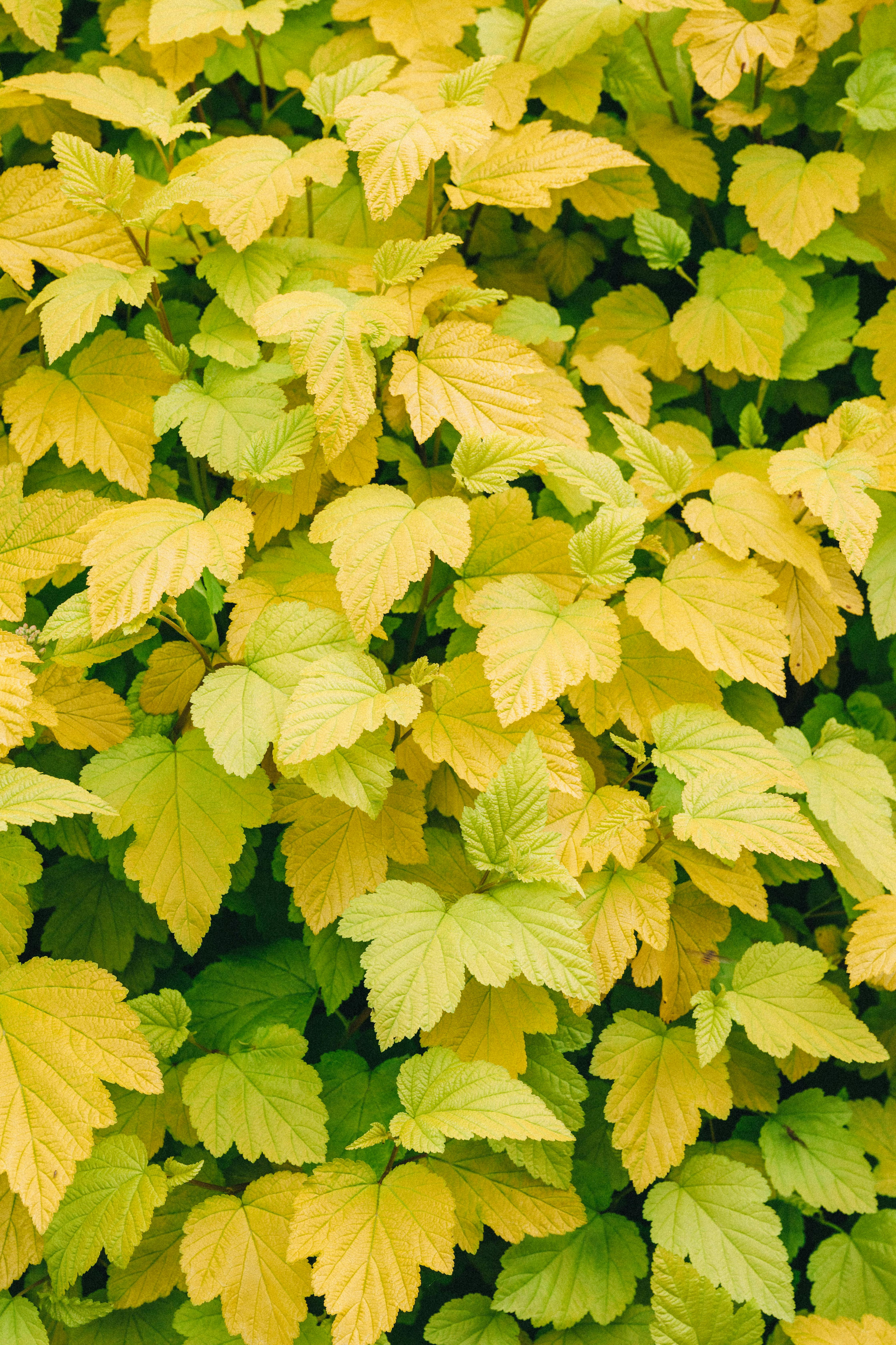 close up of yellow leaves