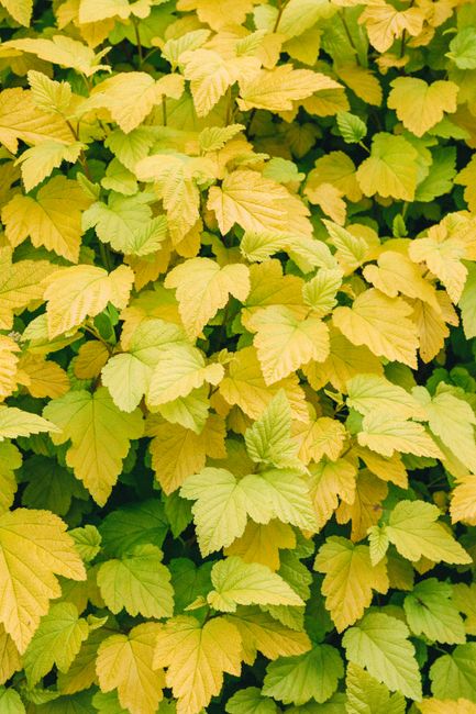 Bright and vibrant yellow leaves create a lush autumn background texture.