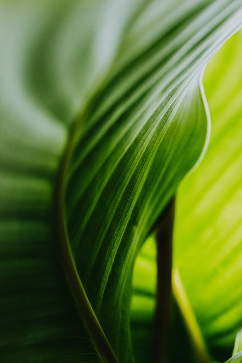 Free Macro Photography of a Leaf Stock Photo