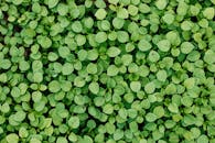 俯瞰生机勃勃的绿叶，构成郁郁葱葱的自然背景纹理