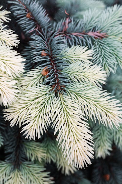 Free Photo of Green Pine Tree Stock Photo