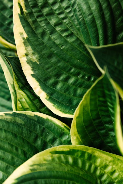 Close Up Photography of Green Leaves