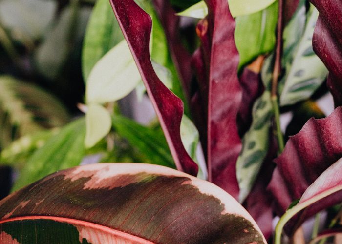 Acalypha Copperleaf colorful foliage - Urban Goes Green Plant Guide