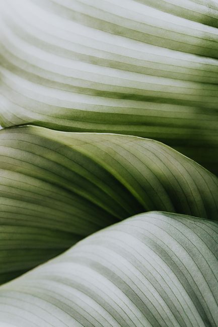 Detailed macro shot of green leafy textures, ideal for backgrounds or nature themes.