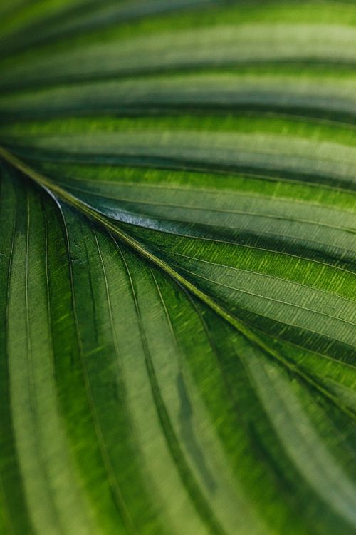 Free Detailed macro shot showcasing the vivid texture of a green leaf with natural lighting. Stock Photo