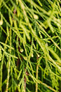 Macro shot of vibrant green cypress pine needles with textured background.