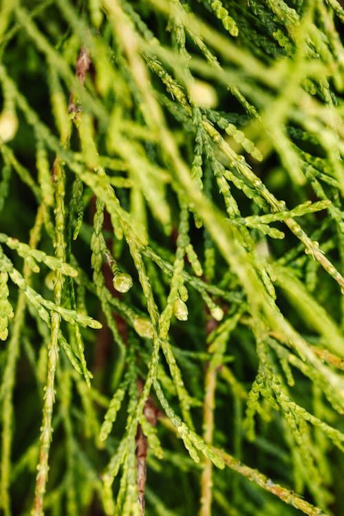 Close Up Photography of Pine Needles