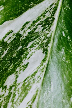 Detailed macro shot of a green variegated leaf with distinct texture and color patterns.