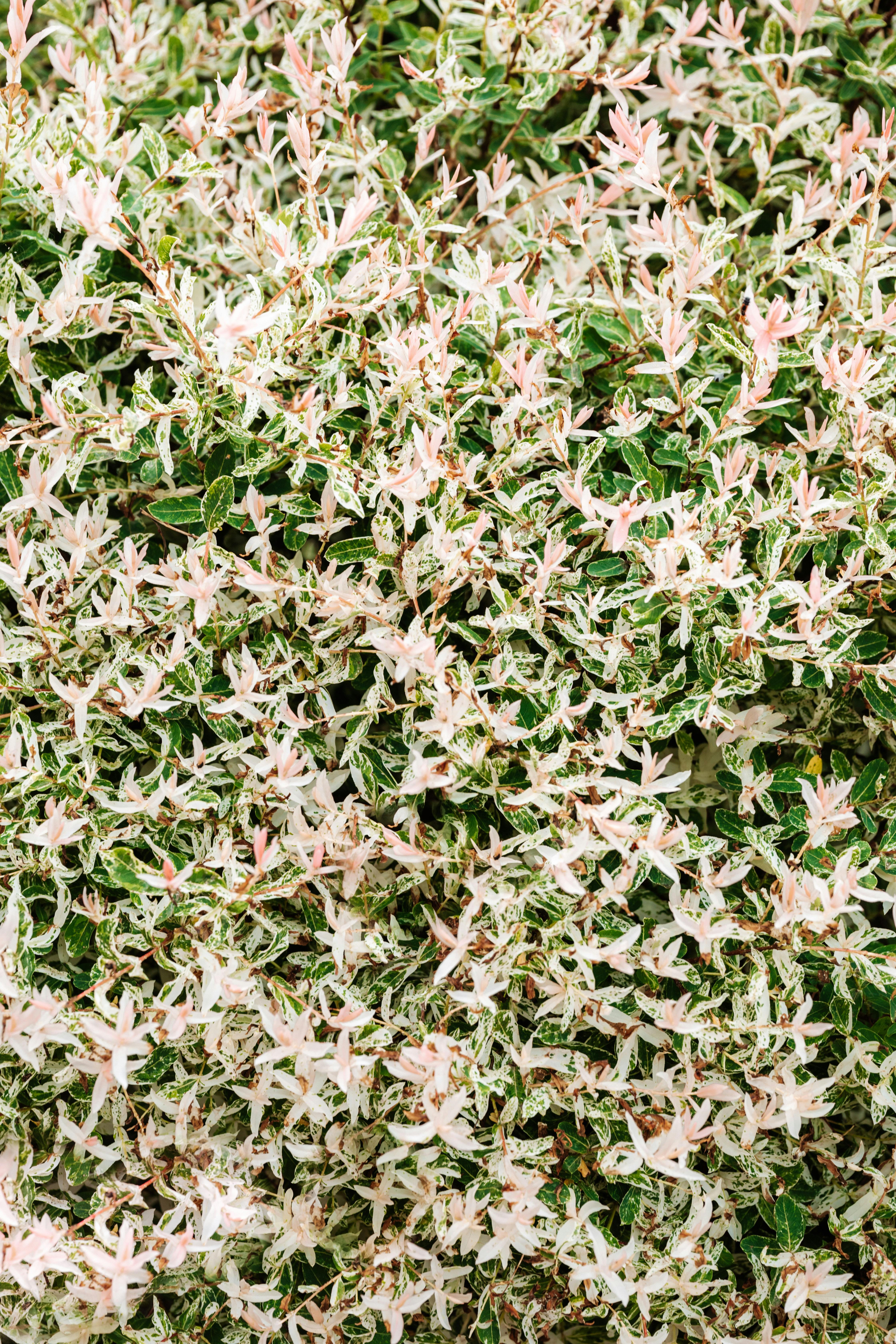 photo of flowers and leaves