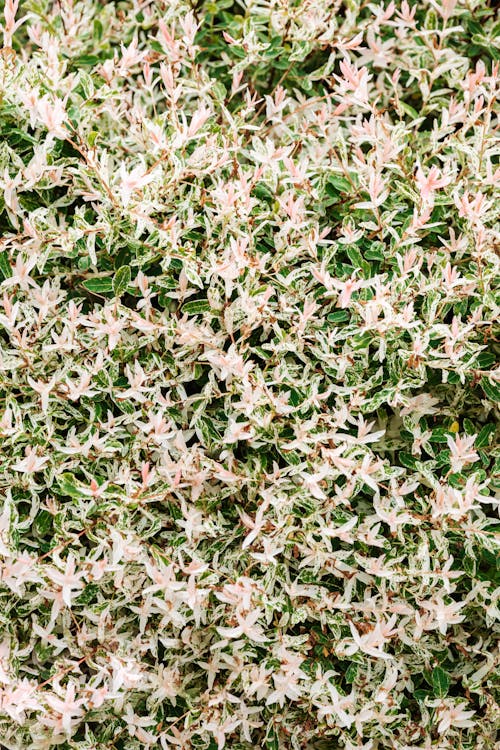 instagram 이야기 배경, 꽃, 나뭇잎의 무료 스톡 사진