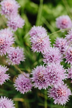 春天花园里，郁郁葱葱的紫罗兰韭菜花正盛开