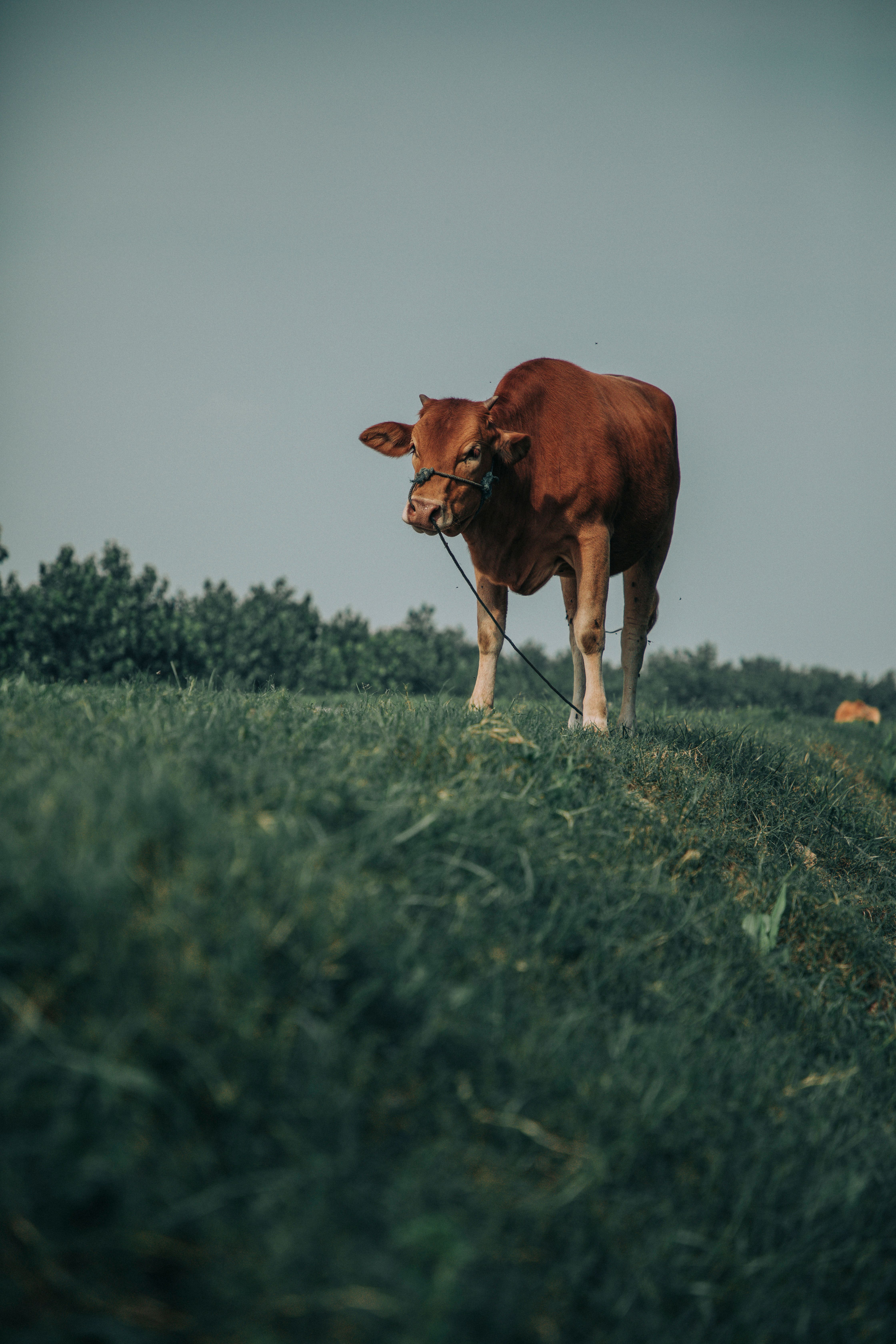 Brown Cow on Green Grass Field · Free Stock Photo