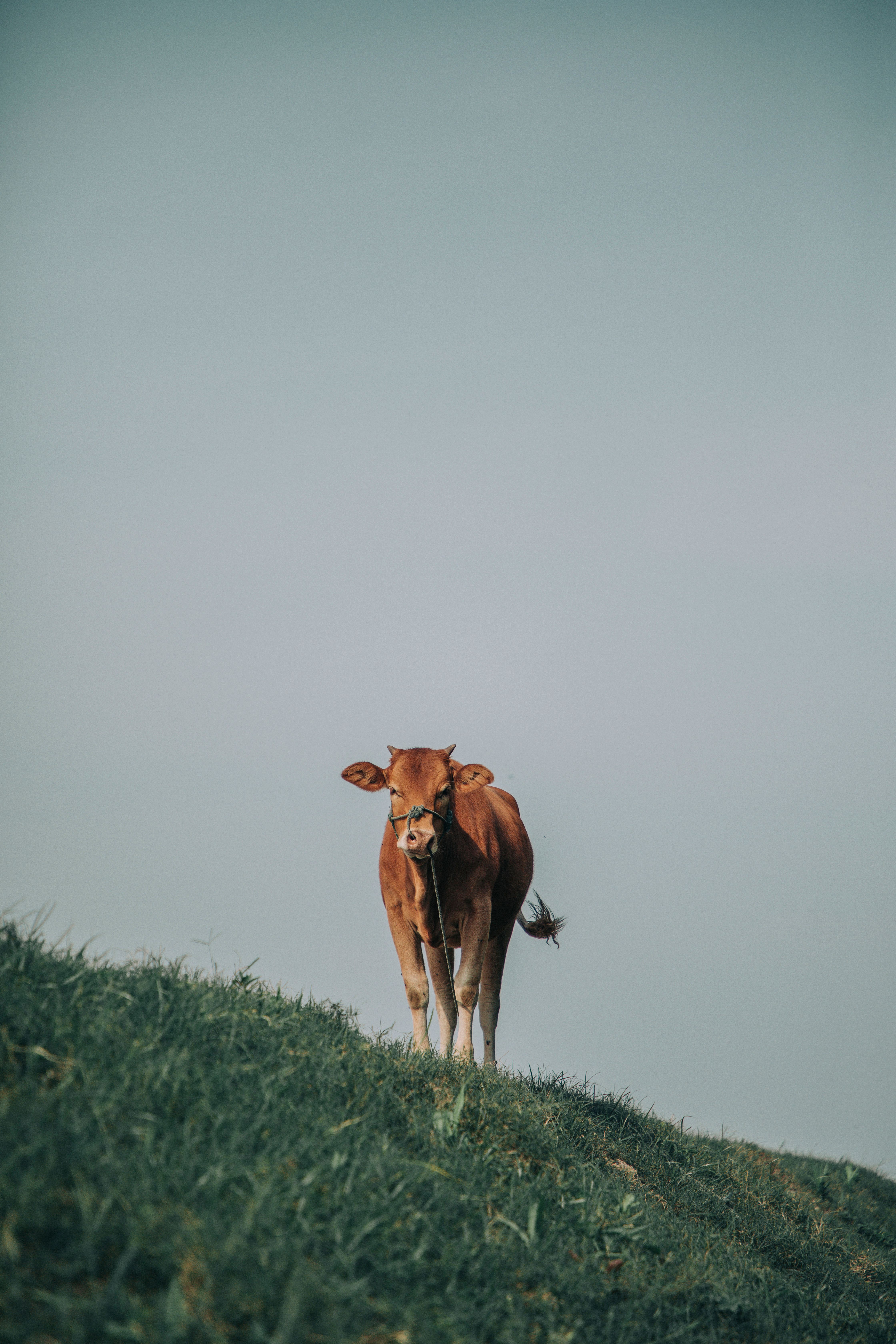 Brown Cow on Green Grass Field · Free Stock Photo
