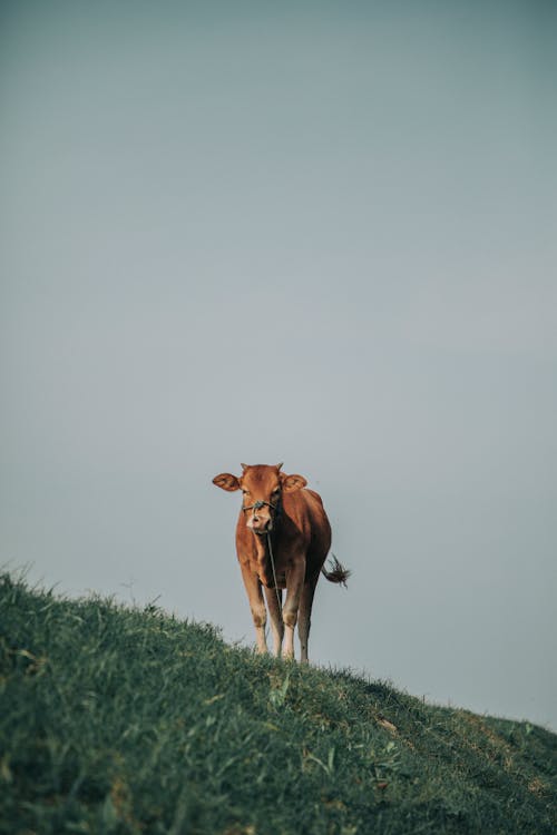 Brown Cow on Green Grass Field