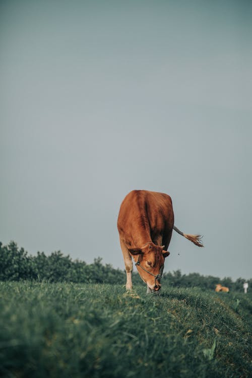 Brown Cow Eating Grass on Field