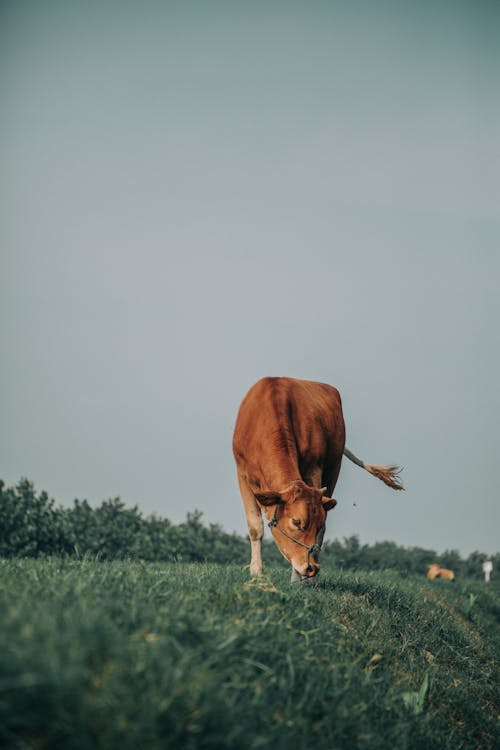 Fotos de stock gratuitas de animal, campo, césped