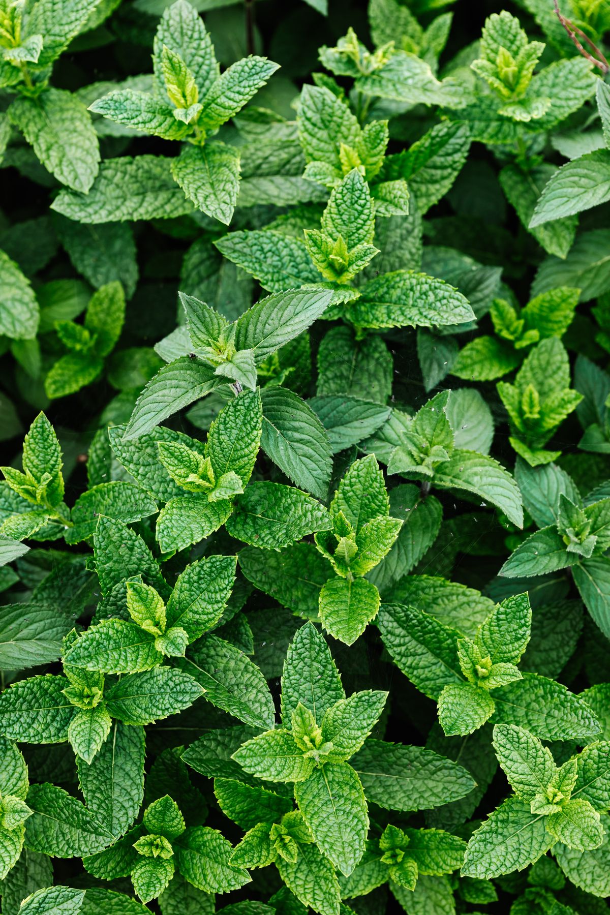 Fresh green peppermint plant with vibrant leaves viewed from above