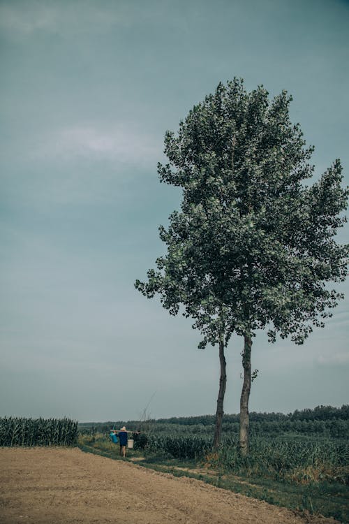 Бесплатное стоковое фото с вертикальный выстрел, дерево, за городом
