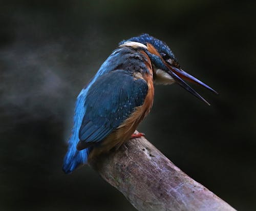 Cute colorful Alcedo atthis bird sitting on tree trunk