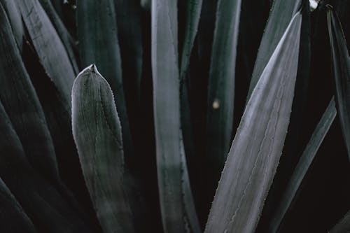 Imagine de stoc gratuită din a închide, Aloe vera, frunze verzi