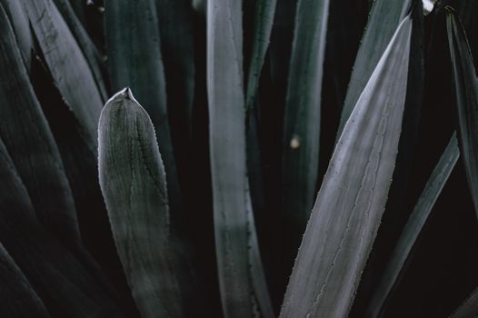鳄梨叶的纹理和自然图案特写细节