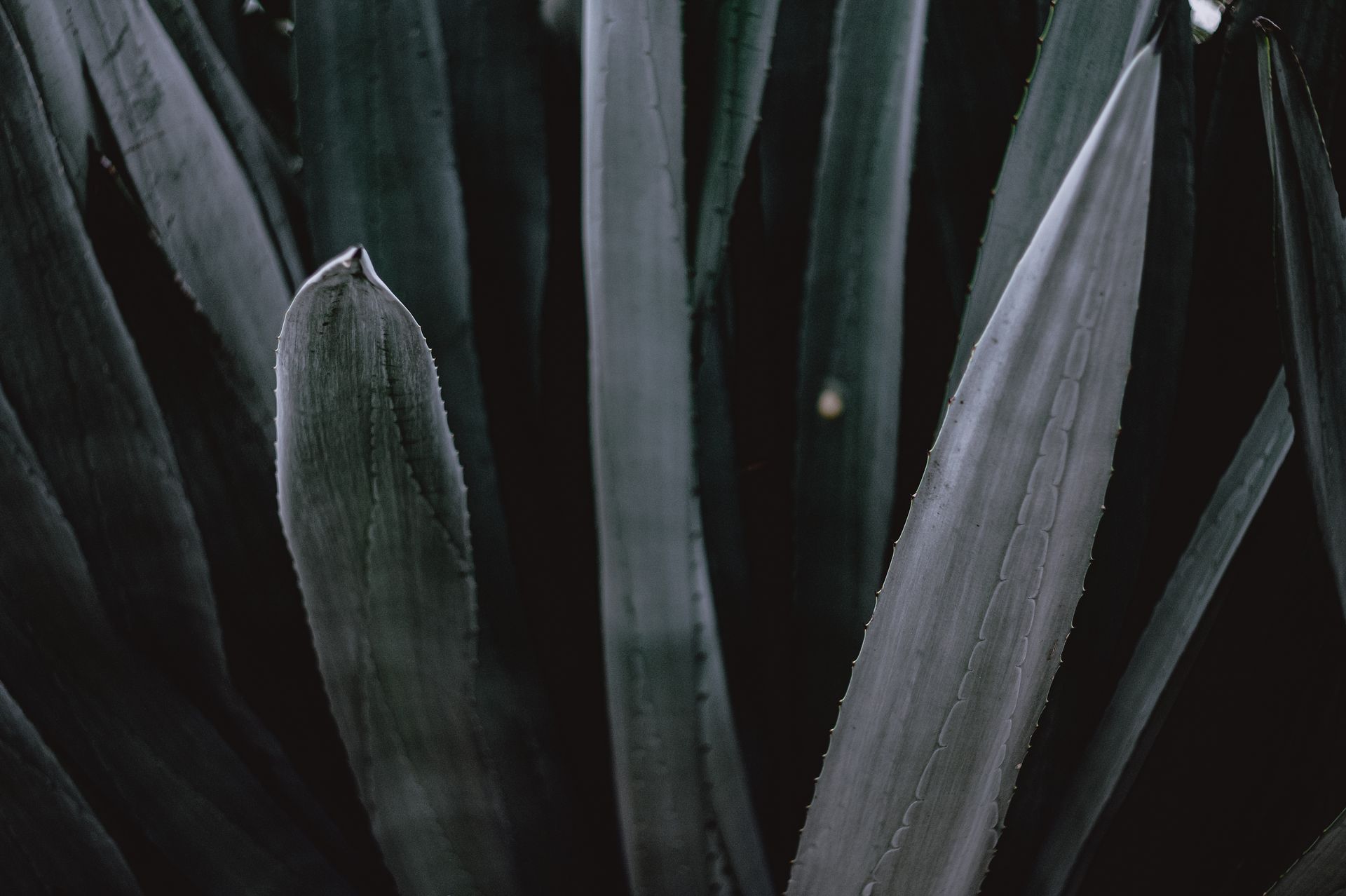 Aloe Vera Plant in Close-Up Photography